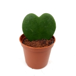 Hoya Kerri - S