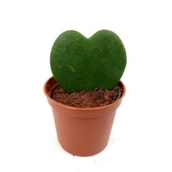 Hoya Kerri