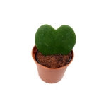 Hoya Kerri - S