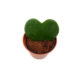 Hoya Kerri - S