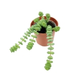 Crassula ”Hottentot” Marnieriana Rupestris - S