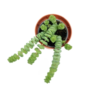 Crassula ”Hottentot” Marnieriana Rupestris
