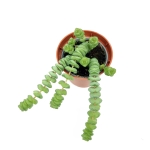 Crassula ”Hottentot” Marnieriana Rupestris - S