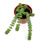Crassula ”Hottentot” Marnieriana Rupestris - S