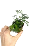 Actiniopteris australis - S