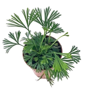 Actiniopteris australis