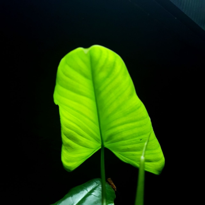 Philodendron Oxapapense
