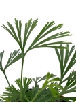 Actiniopteris australis - S
