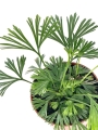 Actiniopteris australis - S