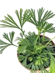 Actiniopteris australis - S