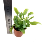 Phlebodium aureum 'Blue Star' - S