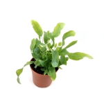 Phlebodium aureum 'Blue Star' - S