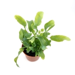 Phlebodium aureum 'Blue Star' - S