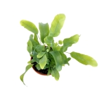Phlebodium aureum 'Blue Star' - S