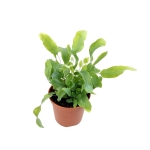Phlebodium aureum 'Blue Star' - S