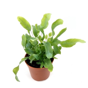 Phlebodium aureum 'Blue Star'