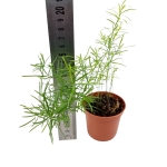 Asparagus densiflorus Sprengeri - Szparag Sprengera - S