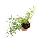 Asparagus densiflorus Sprengeri - Szparag Sprengera - S