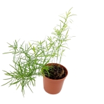 Asparagus densiflorus Sprengeri - Szparag Sprengera - S