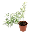 Asparagus densiflorus Sprengeri - Szparag Sprengera - S