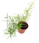 Asparagus densiflorus Sprengeri - Szparag Sprengera - S