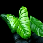 Philodendron Oxapapense