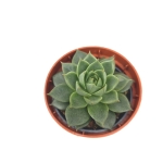 Echeveria purpusorum Uranus - S