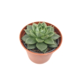 Echeveria purpusorum Uranus - S