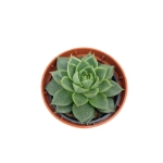 Echeveria purpusorum Uranus - S