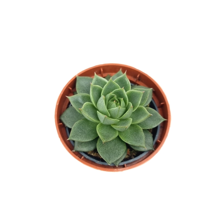 Echeveria purpusorum Uranus - S