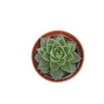 Echeveria purpusorum Uranus - S