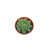 Echeveria purpusorum Uranus - S