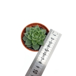 Echeveria purpusorum Uranus - S