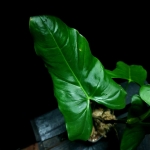 Philodendron Oxapapense
