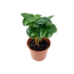 Coffea arabica - S