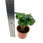 Coffea arabica - S