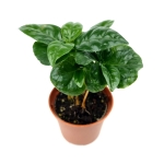 Coffea arabica - S