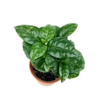 Coffea arabica - S