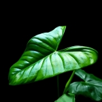 Philodendron Oxapapense