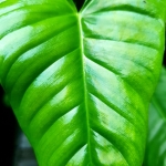 Philodendron Oxapapense