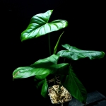 Philodendron Oxapapense