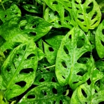 Monstera adansonii 