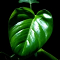 Philodendron undulatum 1
