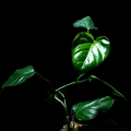 Philodendron undulatum 1