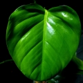 Philodendron undulatum 1