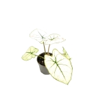Caladium Kelly - S