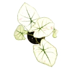Caladium Kelly - S