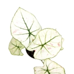 Caladium Kelly - S