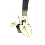 Caladium Kelly - S
