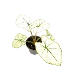 Caladium Kelly